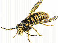 dar�zsirt�s